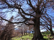 36 Faggi secolari del Menna